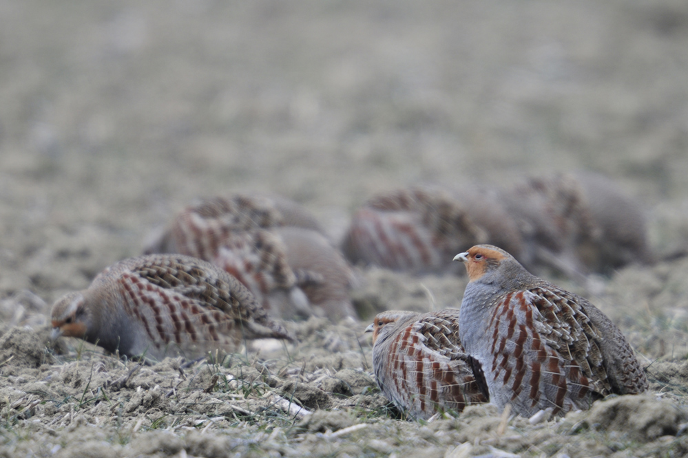 stanziale: Caccia alle starne... Tra mito e realtà stanziale: Caccia alle starne... Tra mito e realtà