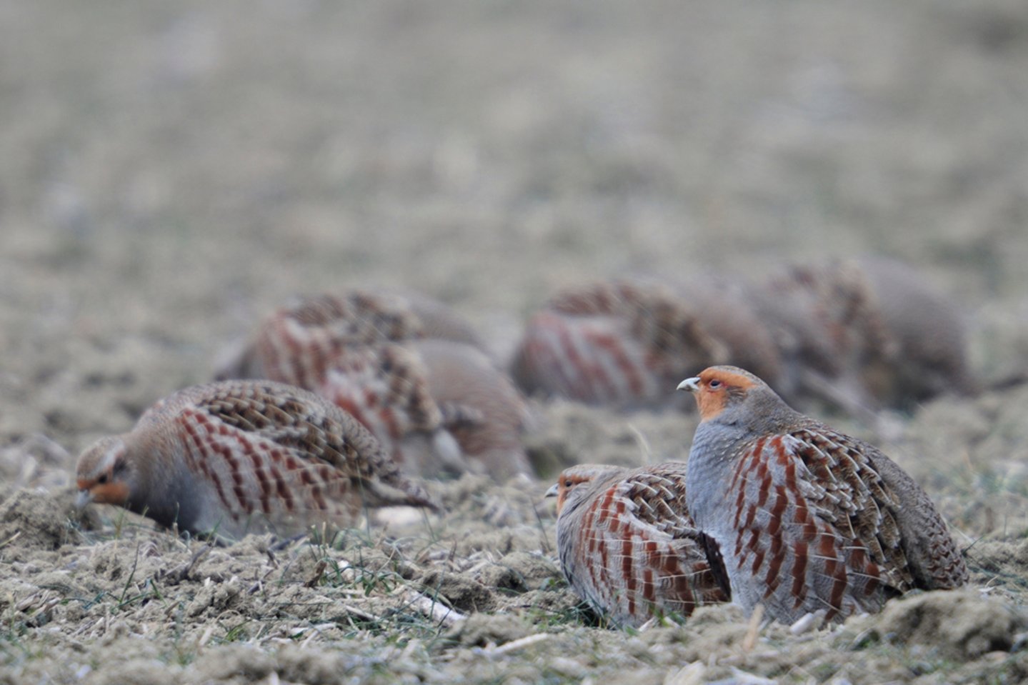 Caccia alle starne Caccia alle starne