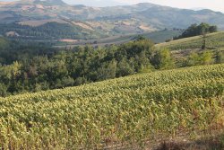 Caccia alla tortora: il ritorno della passione Campi di girasoli
