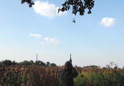 Caccia alla tortora: il ritorno della passione Tortora in volo