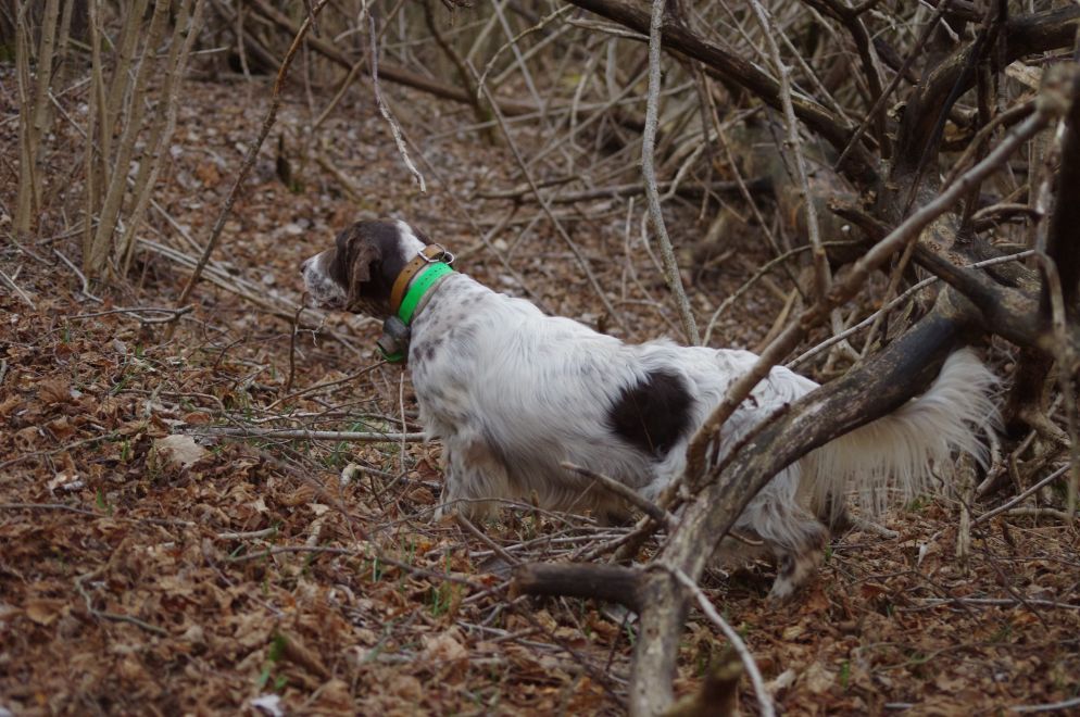 legislazione-venatoria: Aprire un allevamento di cani da caccia: adempimenti e consigli