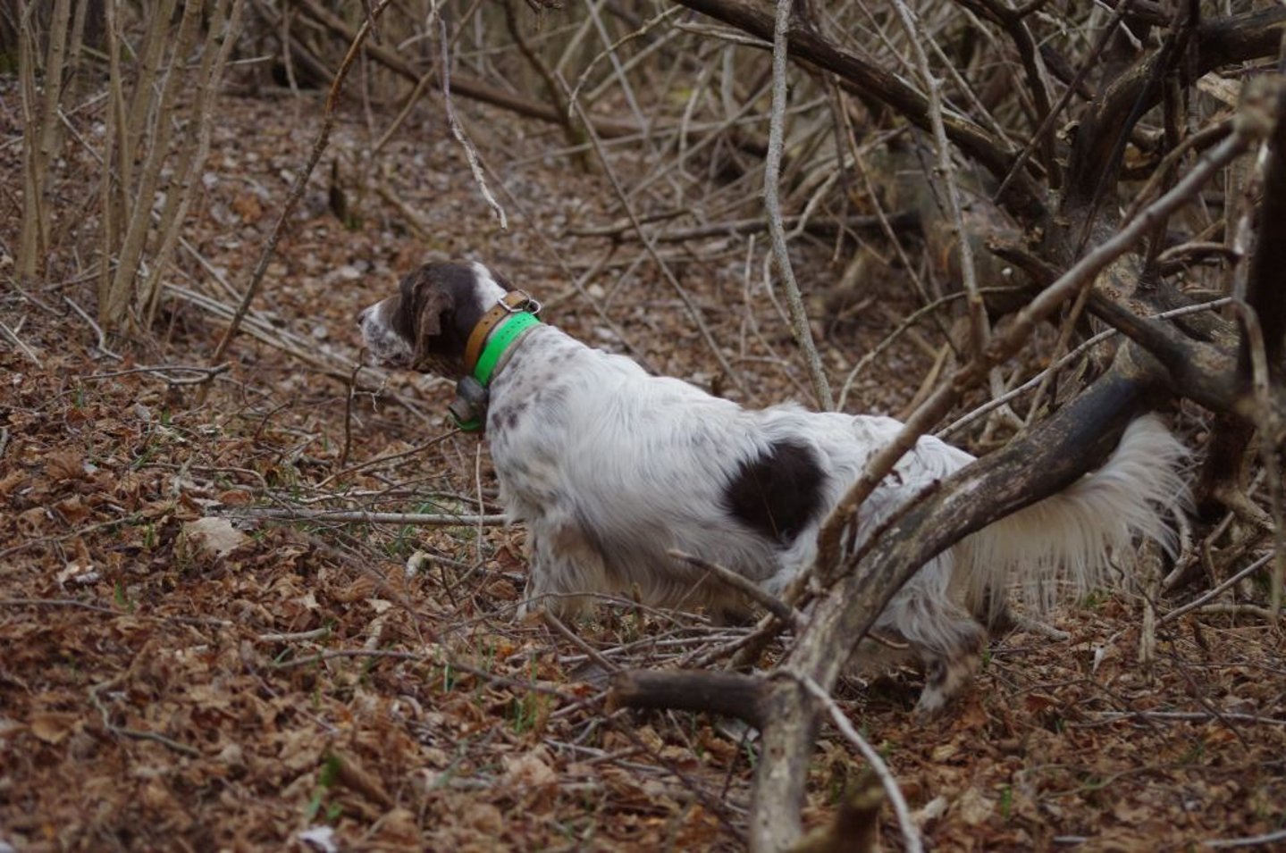 Aprire un allevamento di cani da caccia: adempimenti e consigli Setter inglese