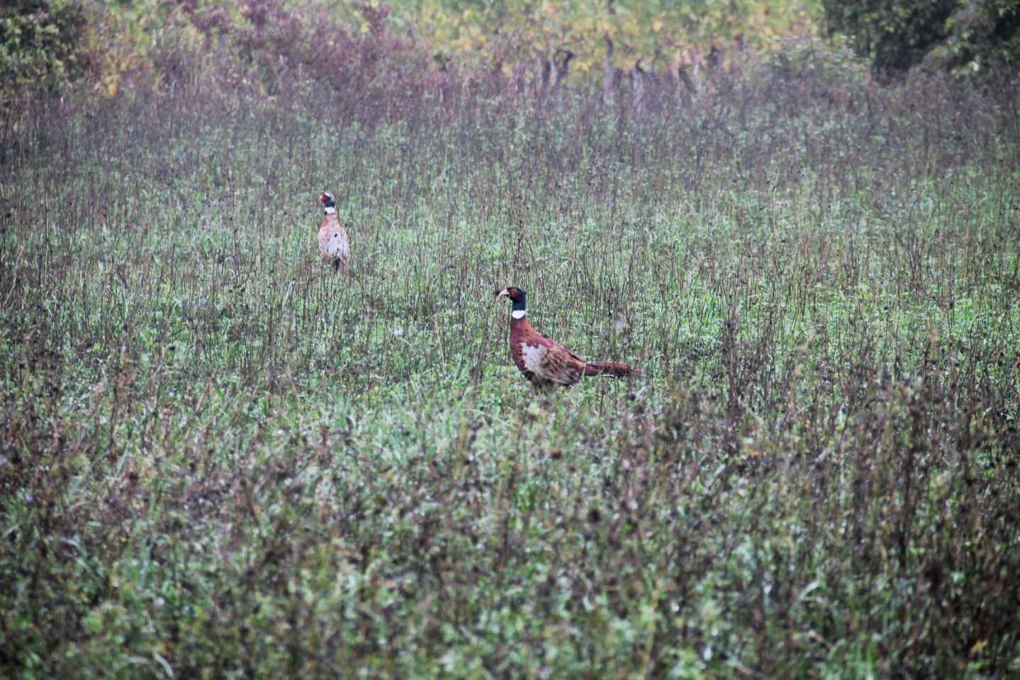 Focus sugli ATC fagiani