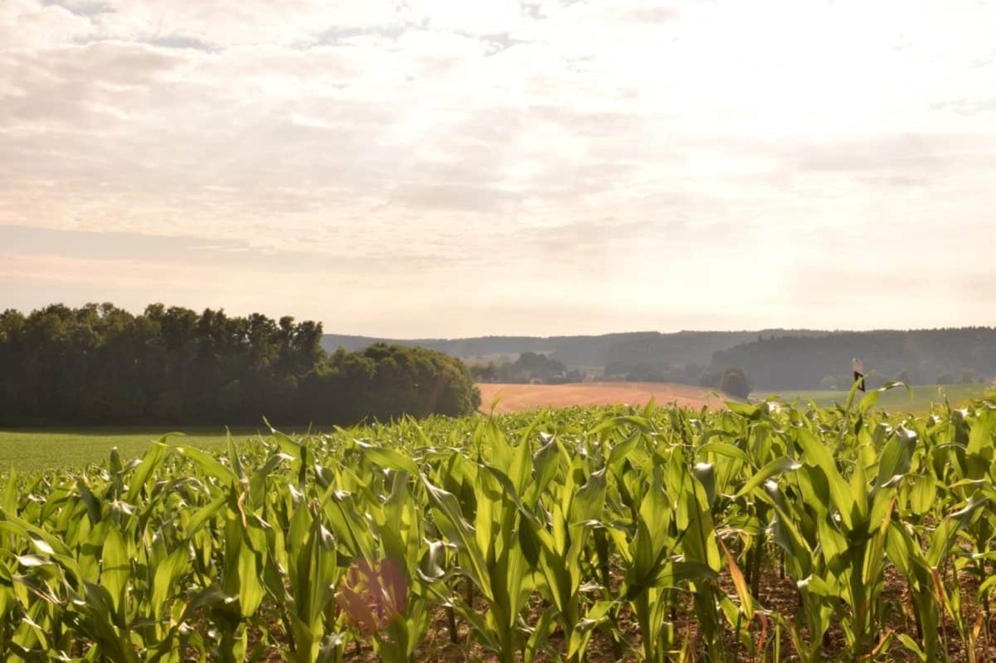 Caccia a tutela dell'agricoltura: alcune riflessioni Foto paesaggio