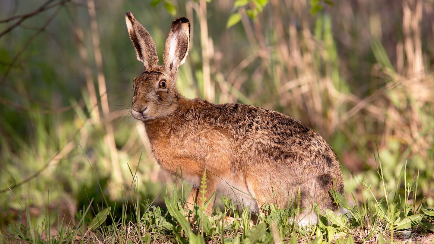 Caccia e gestione della lepre Lepre