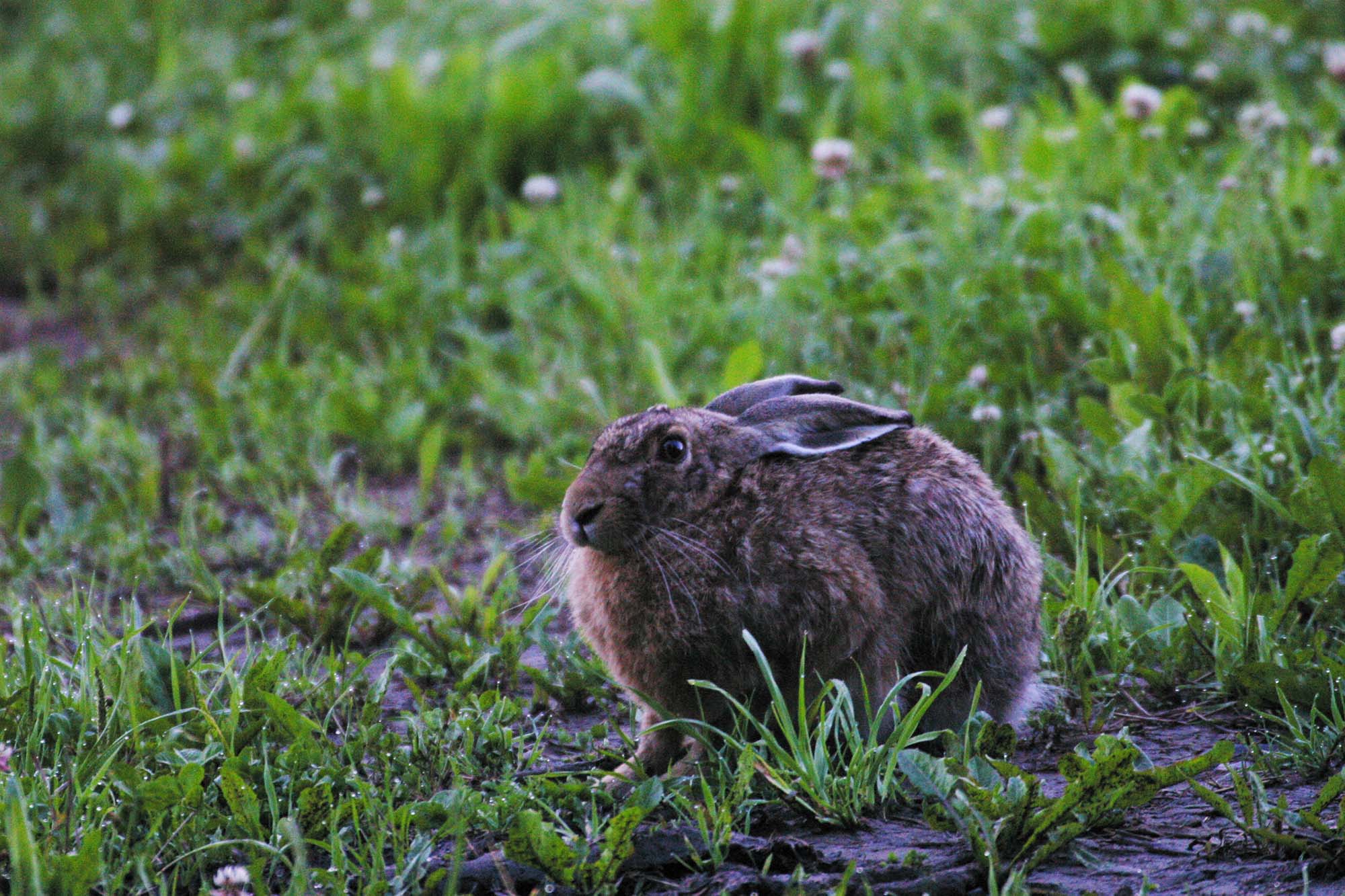 caccia-alla-lepre: Caccia alla lepre: le ultime di stagione