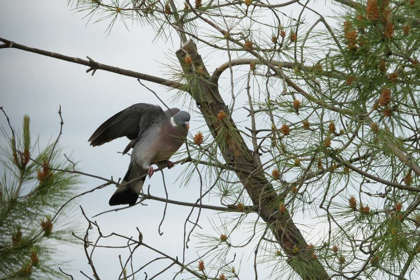 cultura-venatoria: Licenza caccia: specie cacciabili ed etologia dei selvatici