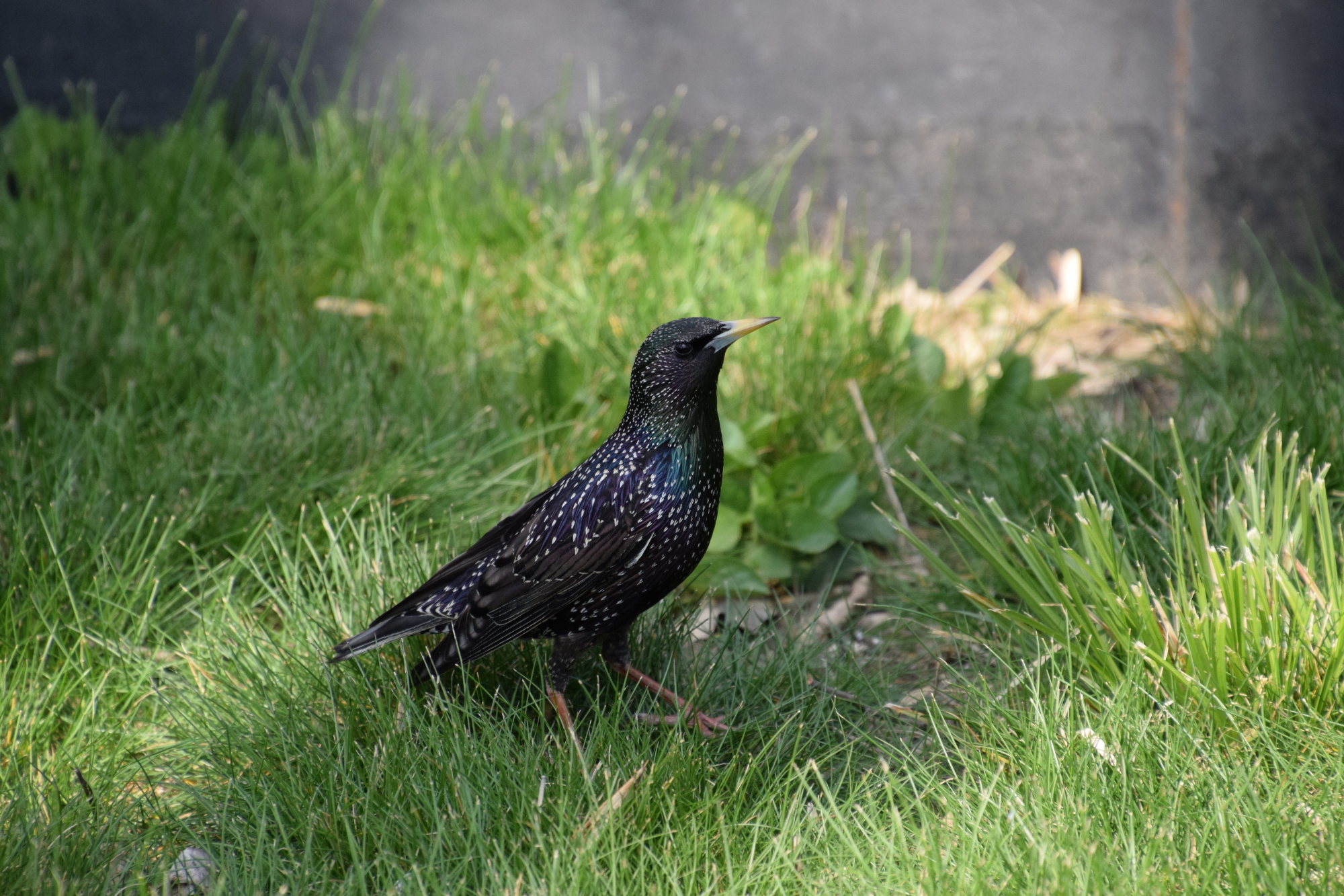caccia: Liguria, si torna a sparare allo storno