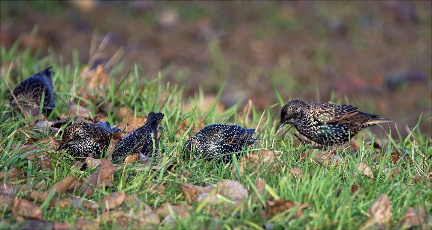 Liguria: concessa caccia in deroga allo storno storni