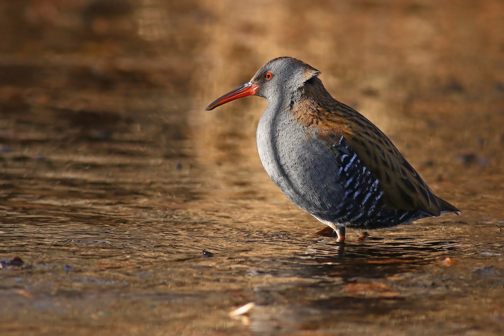 calendari-venatori: Liguria e Lombardia, si decide sulla stagione venatoria