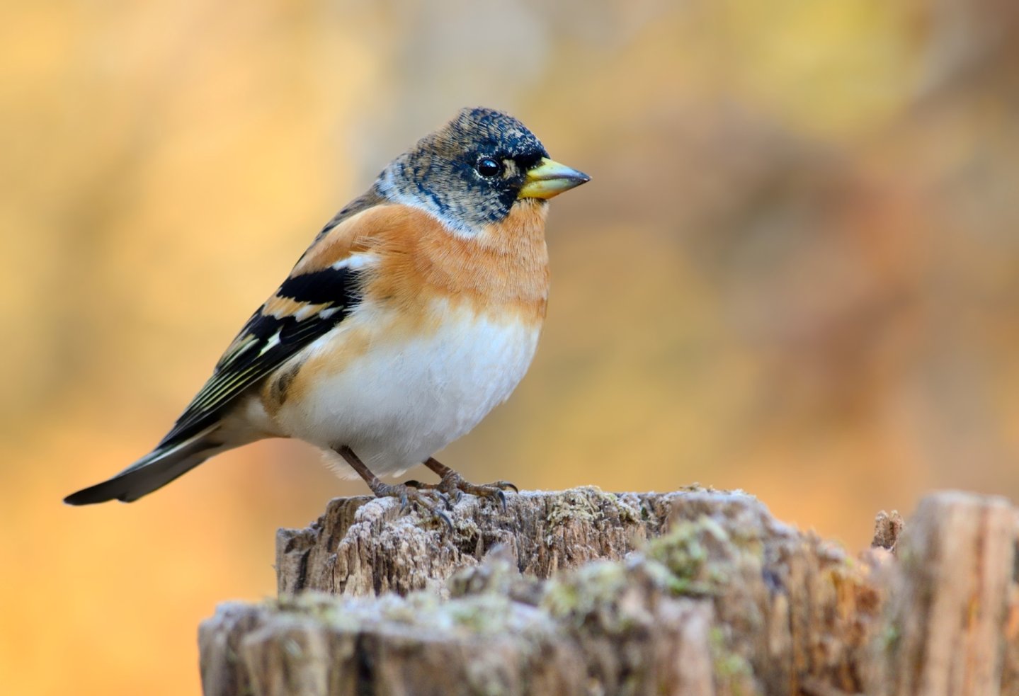 Lombardia deroghe storno, peppola, fringuello Una peppola su un tronco
