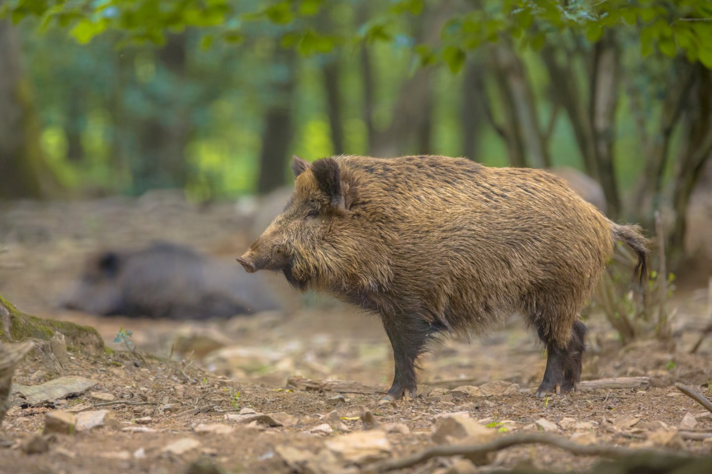 Lombardia e Veneto alle prese con la gestione del cinghiale Una scrofa nella foresta