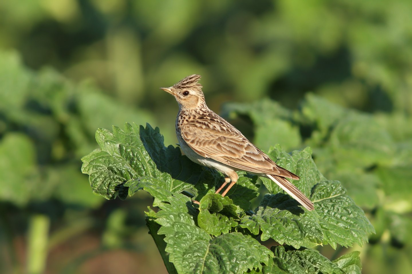 Legge Lombardia prelievo allodola Un'allodola nel bosco