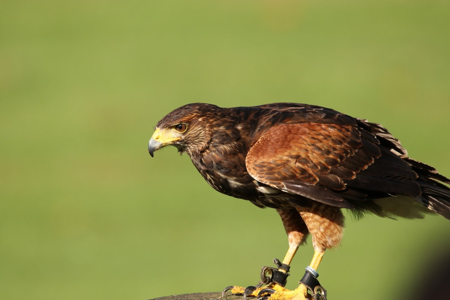 Lombardia: proposta di Legge Mazzali a tutela della falconeria La poiana di Harris