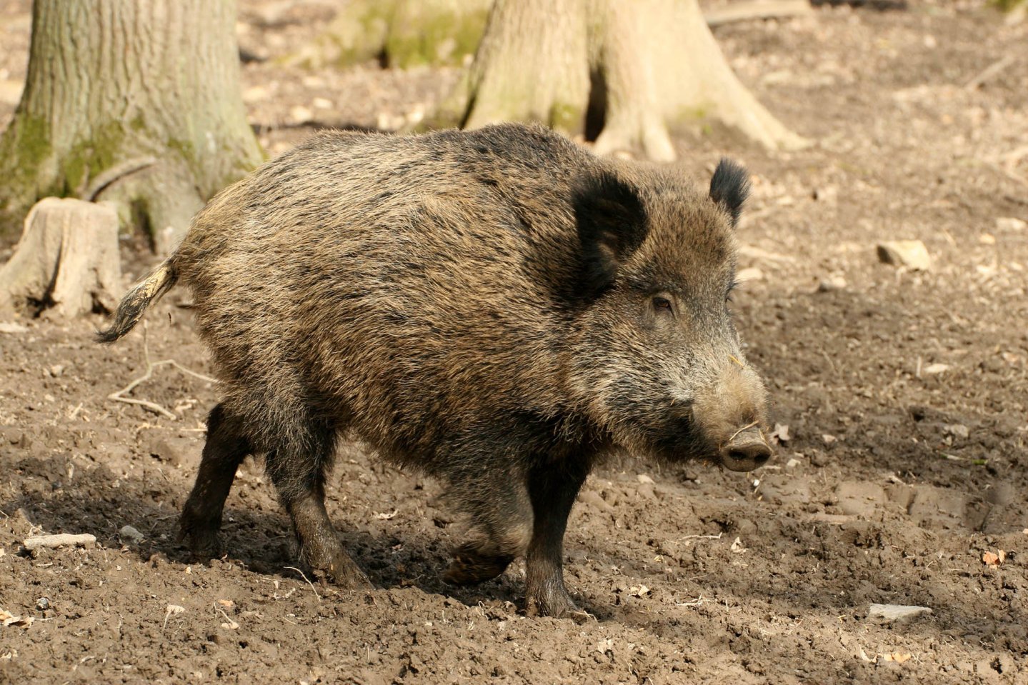 Lombardia: proposte di gestione venatoria del cinghiale Cinghiale
