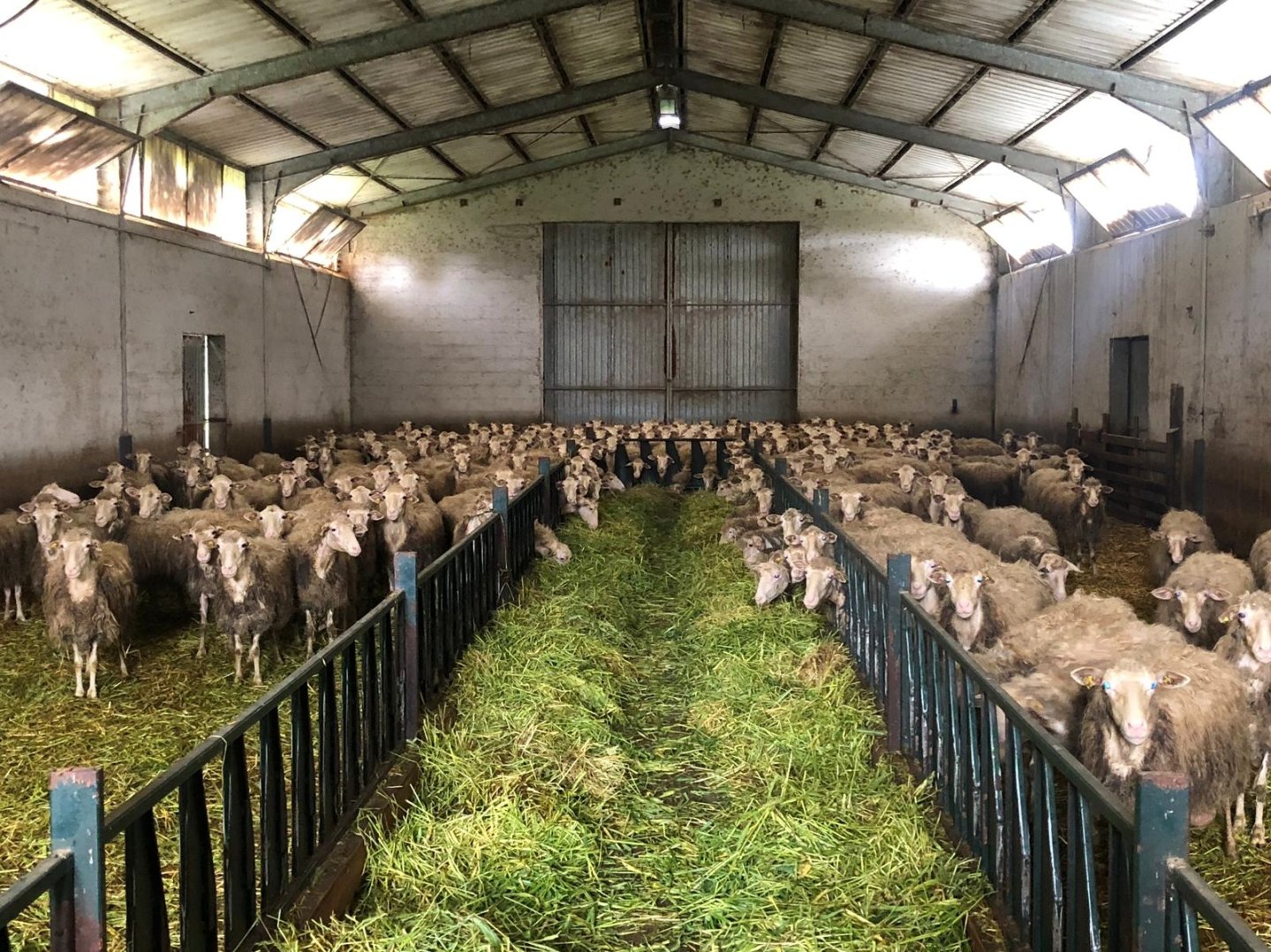 Lupo e allevamento: un problema da affrontare Allevamento pecore