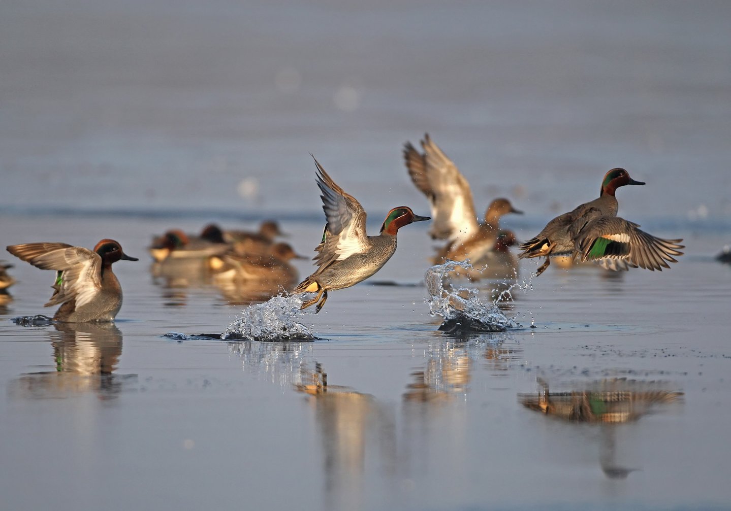 Migratoria: un punto della situazione Alzavole in volo