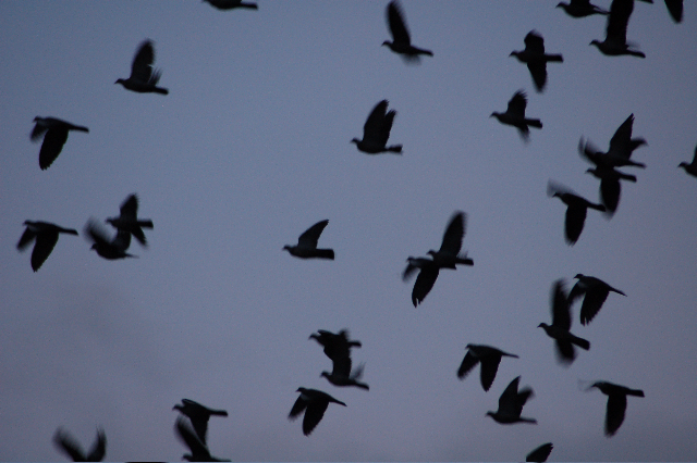 caccia-ai-colombacci: Caccia e migrazioni d'ottobre