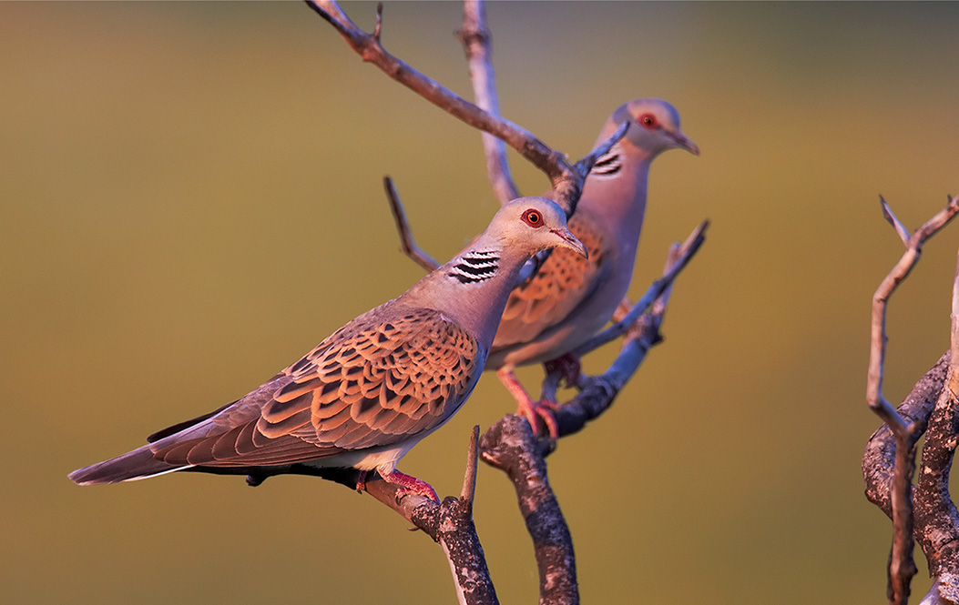 selvaggina-migratoria: Migrazioni primaverili selvaggina-migratoria: Migrazioni primaverili