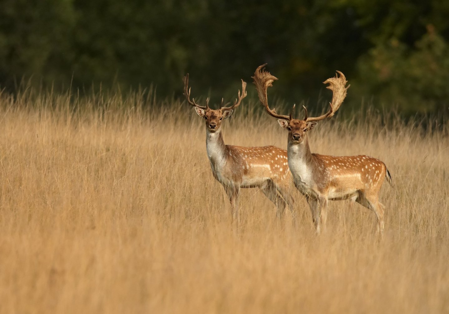 Mondo ungulati: l’11 e il 12 giugno la 1ª edizione ad Arezzo Mondo ungulati: l’11 e il 12 giugno la 1ª edizione ad Arezzo