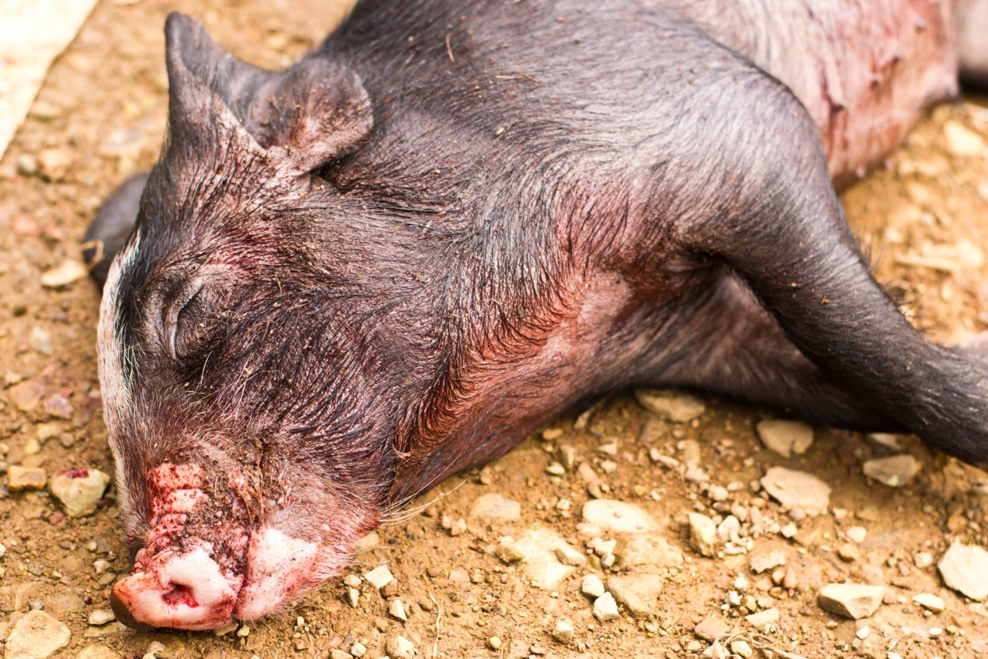 cinghiale morto tra le foglie