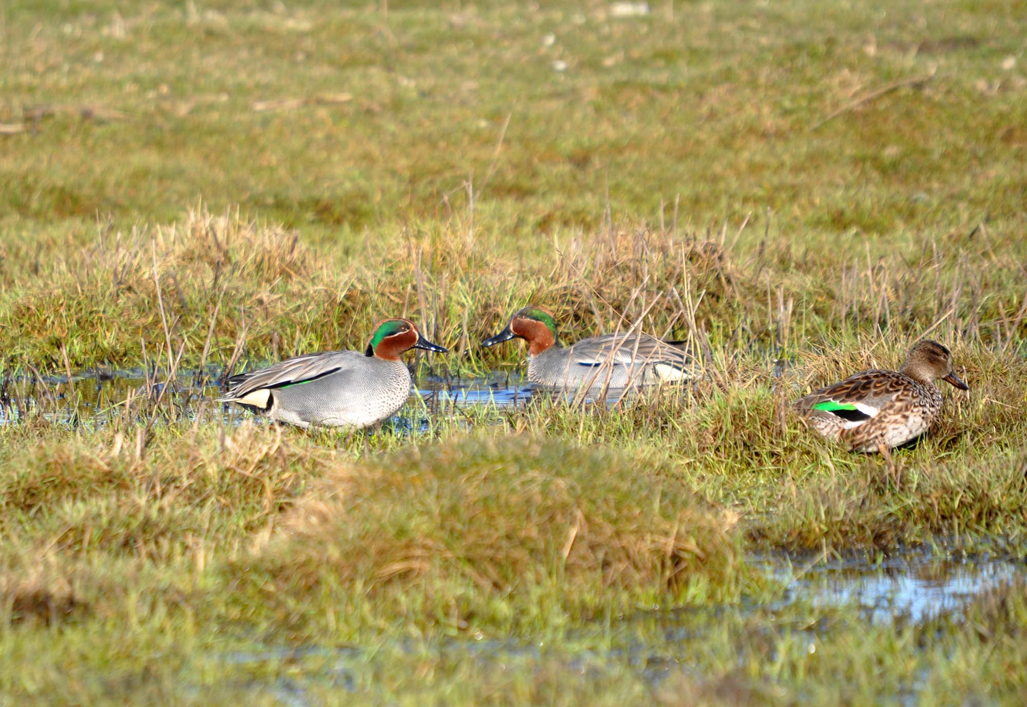 caccia: Nuovi risultati dagli studi sulla migrazione delle alzavole