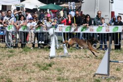 Nuovo successo per il Game Fair 2016 Cinofilia al Game Fair e prove di agility dog divertono grandi e bambini