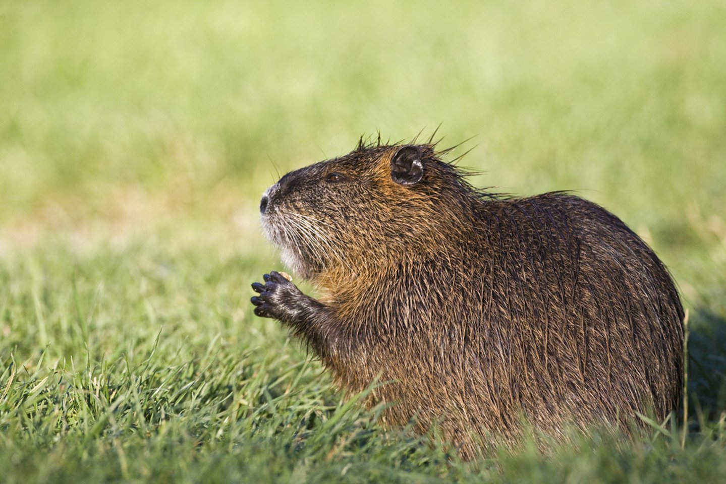 Nutrie in Veneto: interviene l’assessore Giuseppe Pan Nutrie in Veneto
