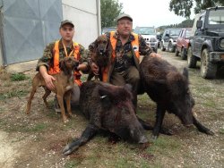 Panorma cinghiale Panorma cinghiale