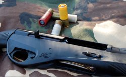 Panorama cinghiale Panorama cinghiale