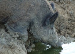 Panorama cinghiale Panorama cinghiale
