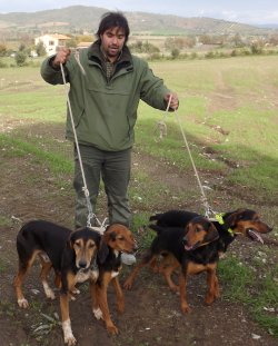 Panorama cinghiale Panorama cinghiale