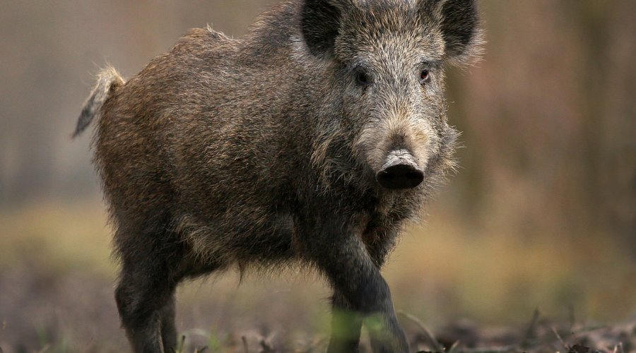 Cinghiale (Sus scrofa)