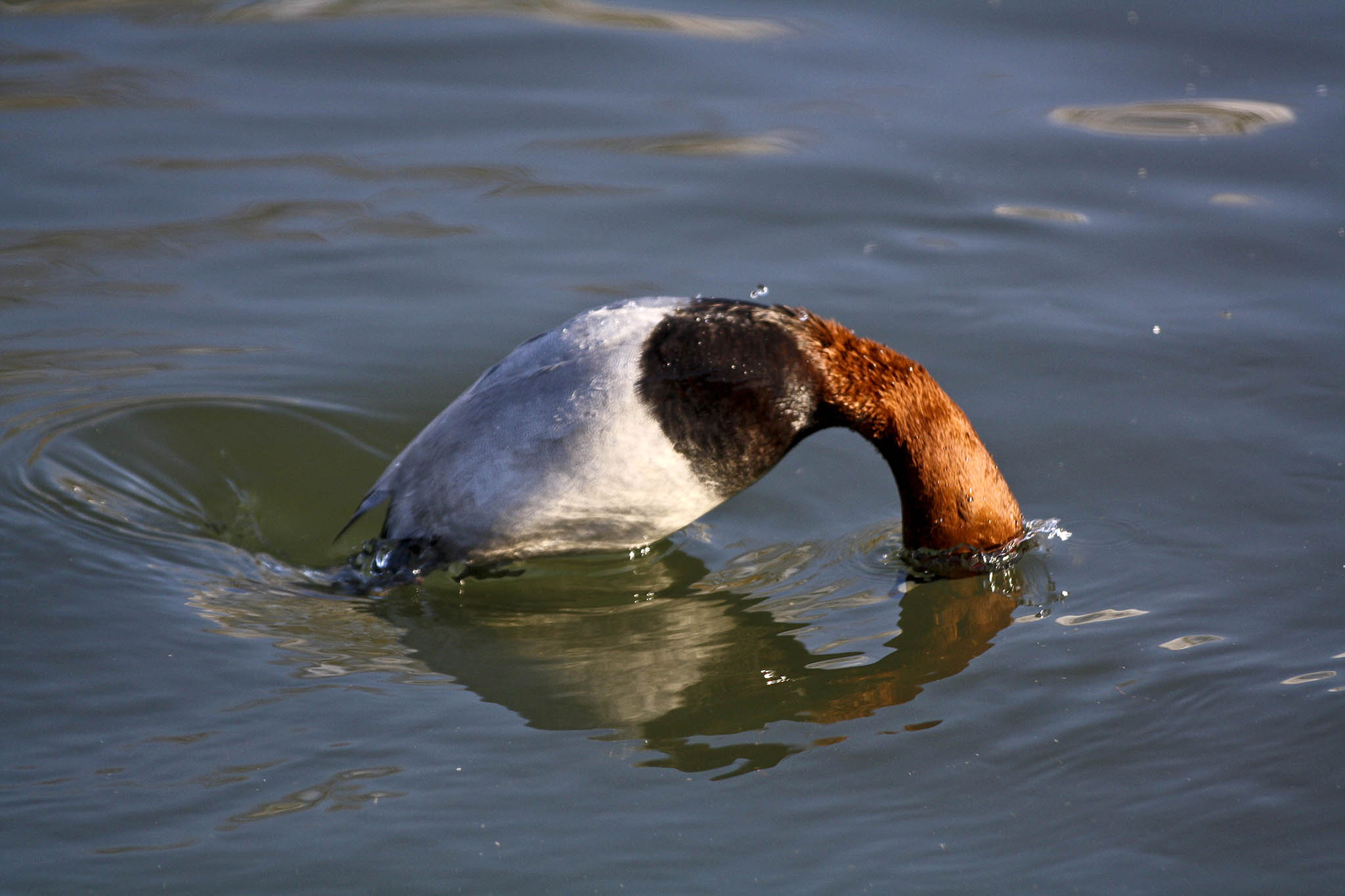specie-animali-cacciabili: Pavoncella e Moriglione: Ue e Ministero dell’ambiente chiedono la sospensione del prelievo venatorio specie-animali-cacciabili: Pavoncella e Moriglione: Ue e Ministero dell’ambiente chiedono la sospensione del prelievo venatorio