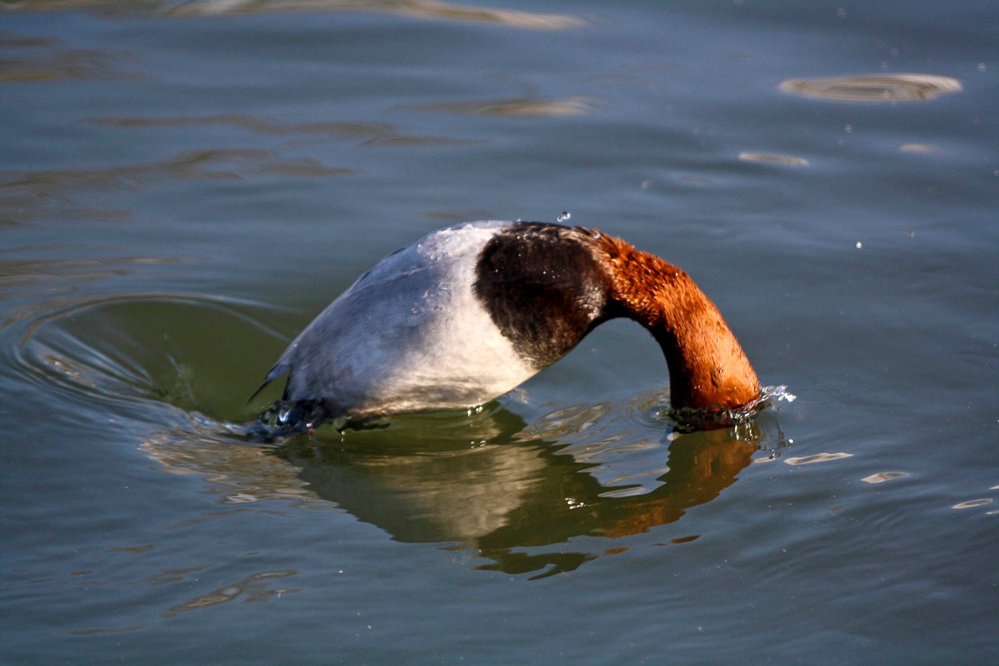 Pavoncella e Moriglione: Ue e Ministero dell’ambiente chiedono la sospensione del prelievo venatorio Moriglione