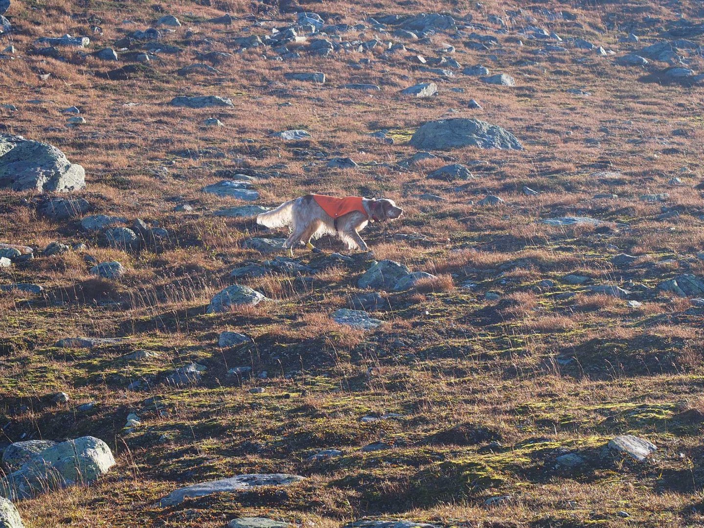 Caccia alle pernici bianche in Lapponia Setter in ferma su pernici bianche in Lapponia