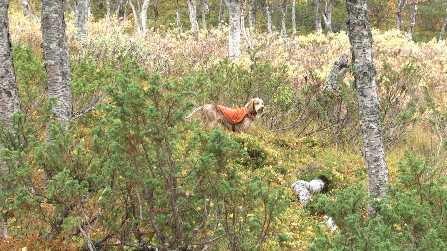 Caccia alle pernici nordiche in Lapponia Cani a caccia nelle foreste