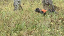 Caccia alle pernici nordiche in Lapponia Cani a caccia tra i boschi