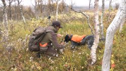 Caccia alle pernici nordiche in Lapponia Cacciatore con cane.