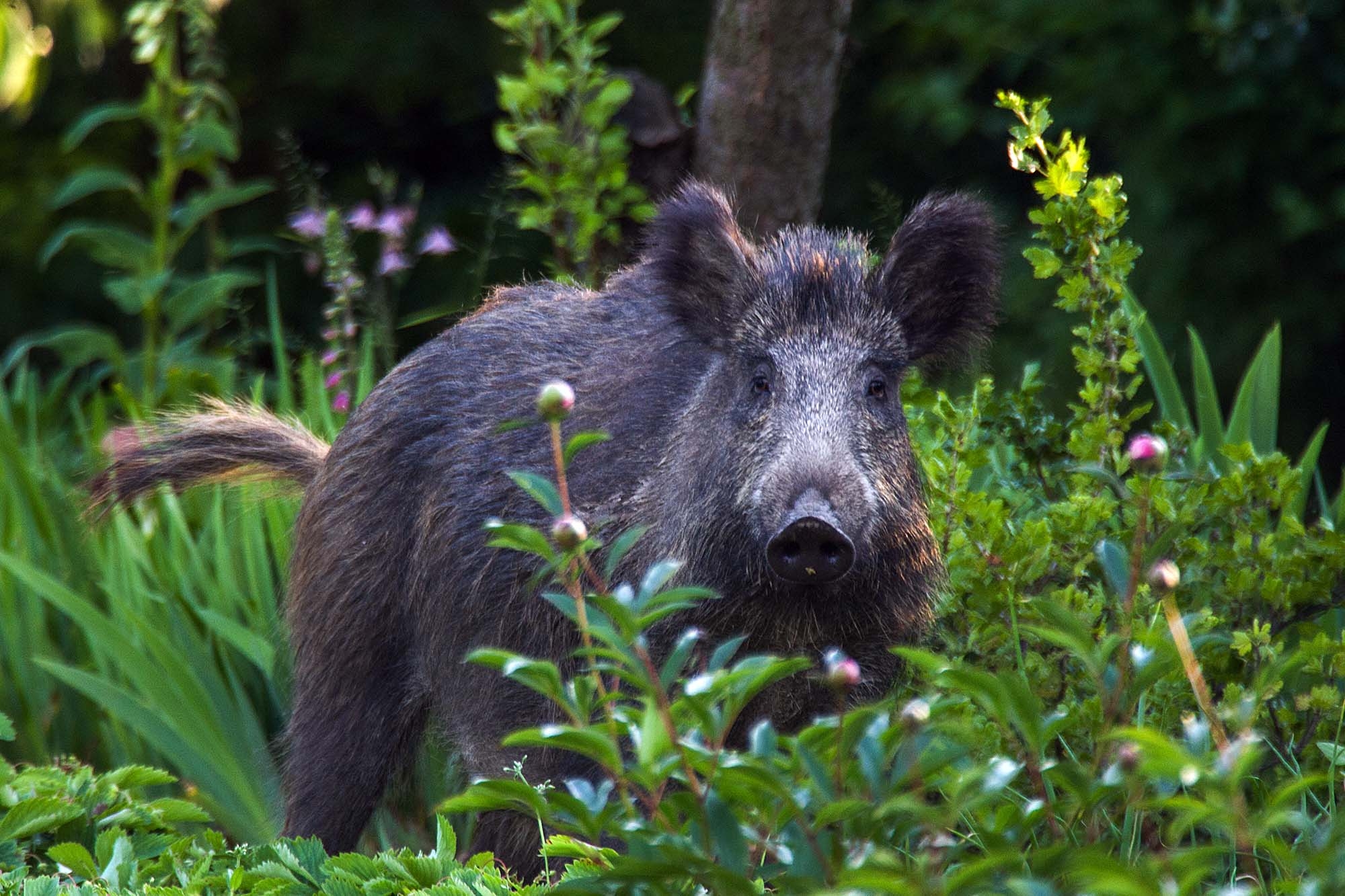 cultura-venatoria: Peste suina Africana: allo studio una barriera alta due metri e profonda 50 centimetri