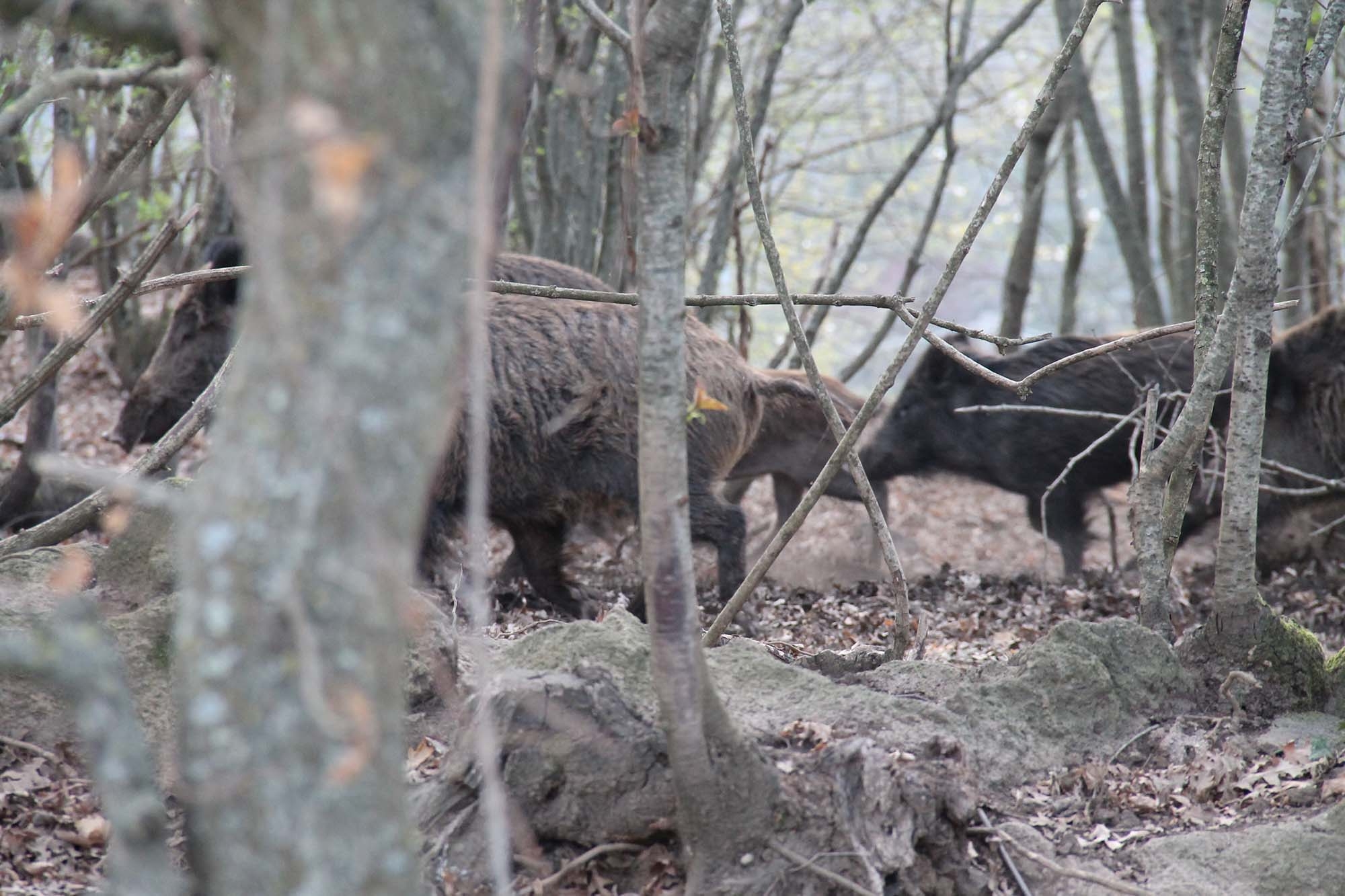 cultura-venatoria: Peste suina Africana: primo caso in Italia