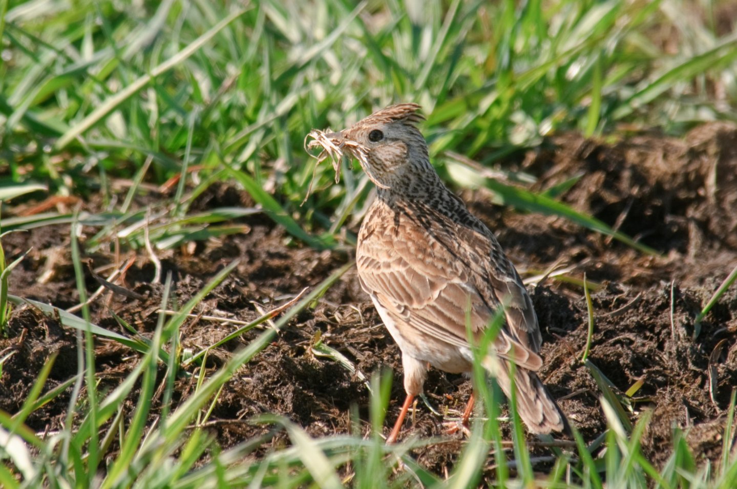 Allodola specie cacciabile allodola-tra-erba-alta