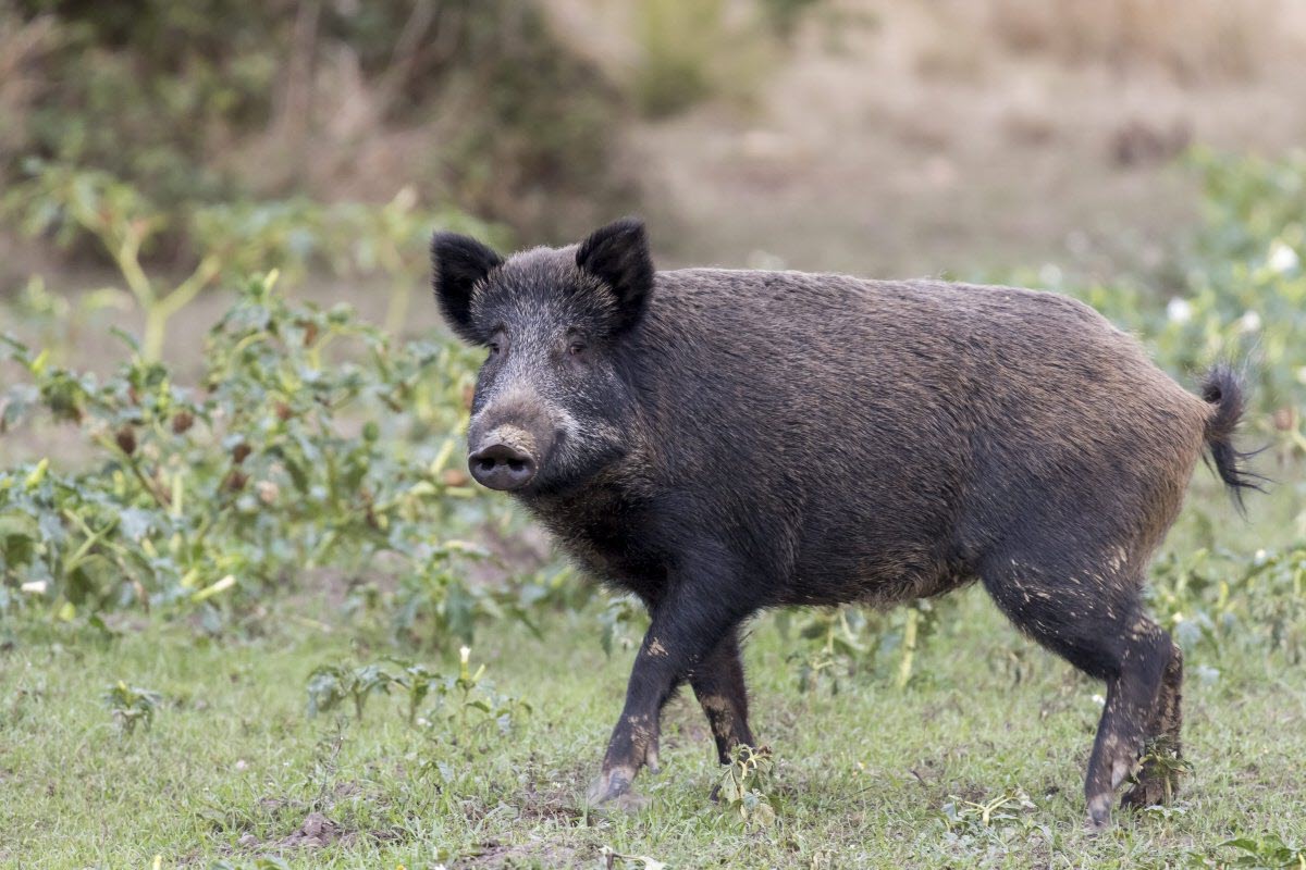 cinghiale: Cinghiali: approvato il piano straordinario per il contenimento nel Lazio cinghiale: Cinghiali: approvato il piano straordinario per il contenimento nel Lazio