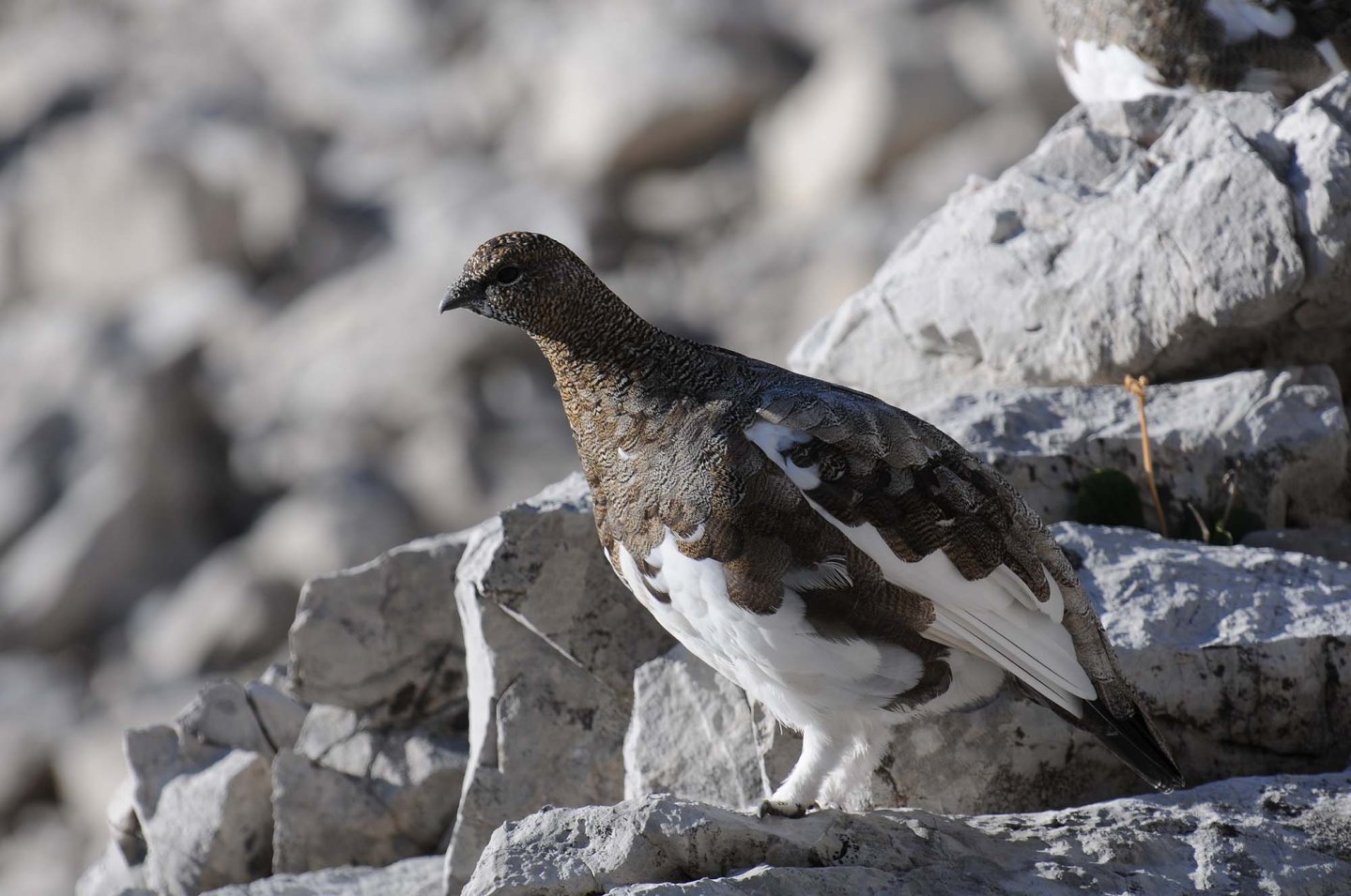 Caccia in Piemonte: manifestazione dei cacciatori contro le politiche dell'assessore Ferrero pernice