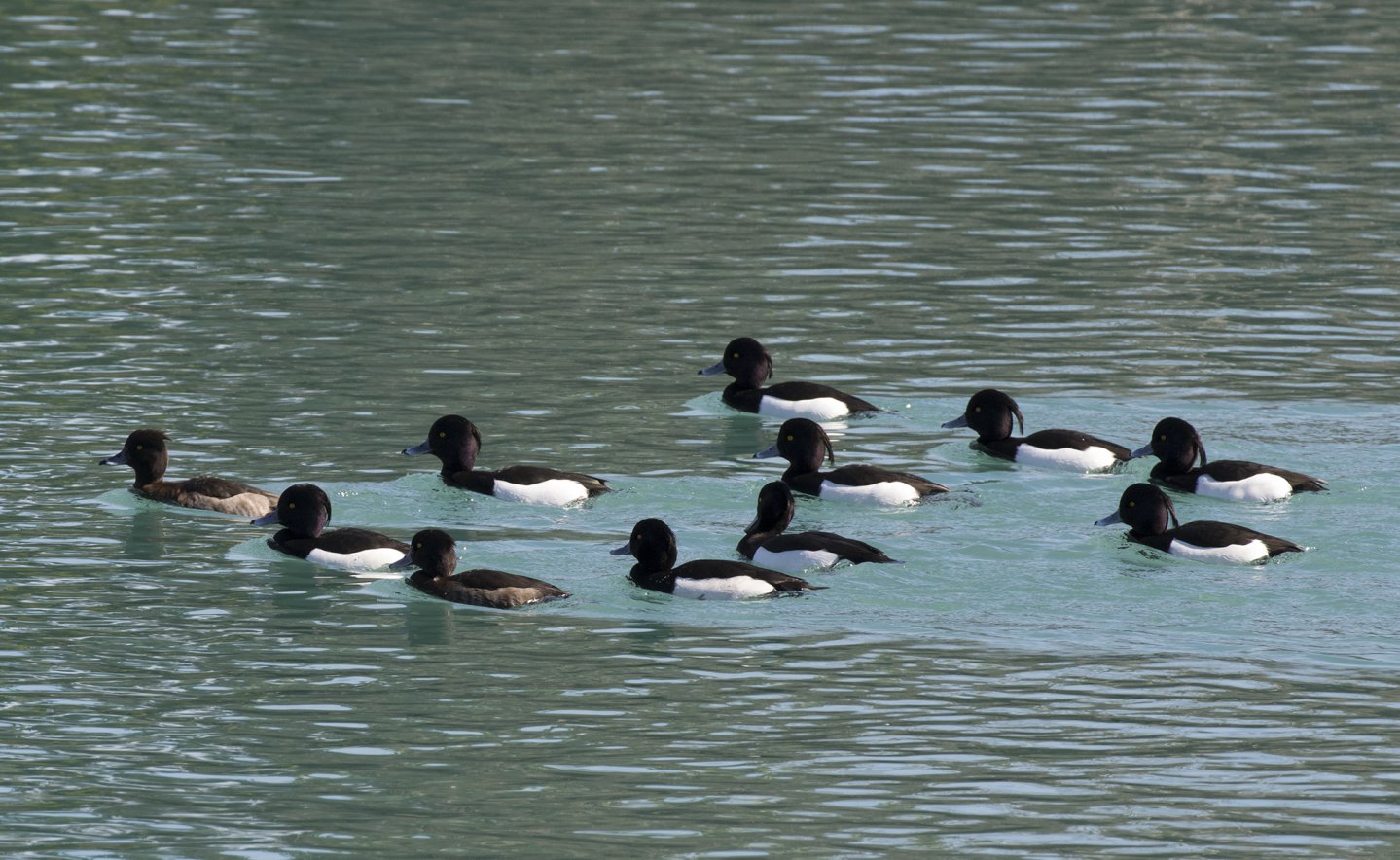 Piemonte: modifiche sulle specie cacciabili presentate dall'assessore Ferrero Piemonte: modifiche sulle specie cacciabili presentate dall'assessore Ferrero