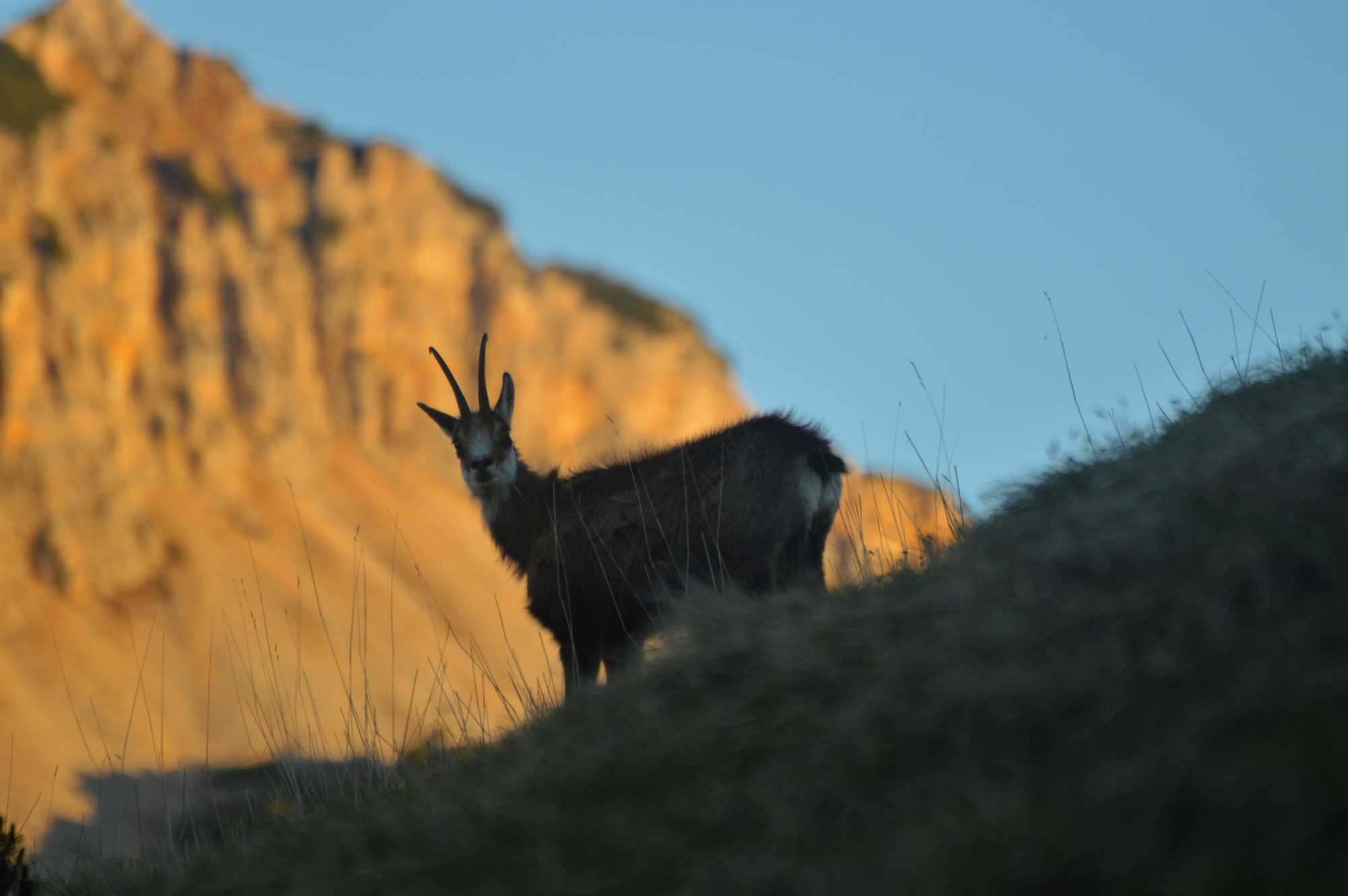 legislazione-venatoria: Caccia di selezione e selecontrollori: analisi e profili legali