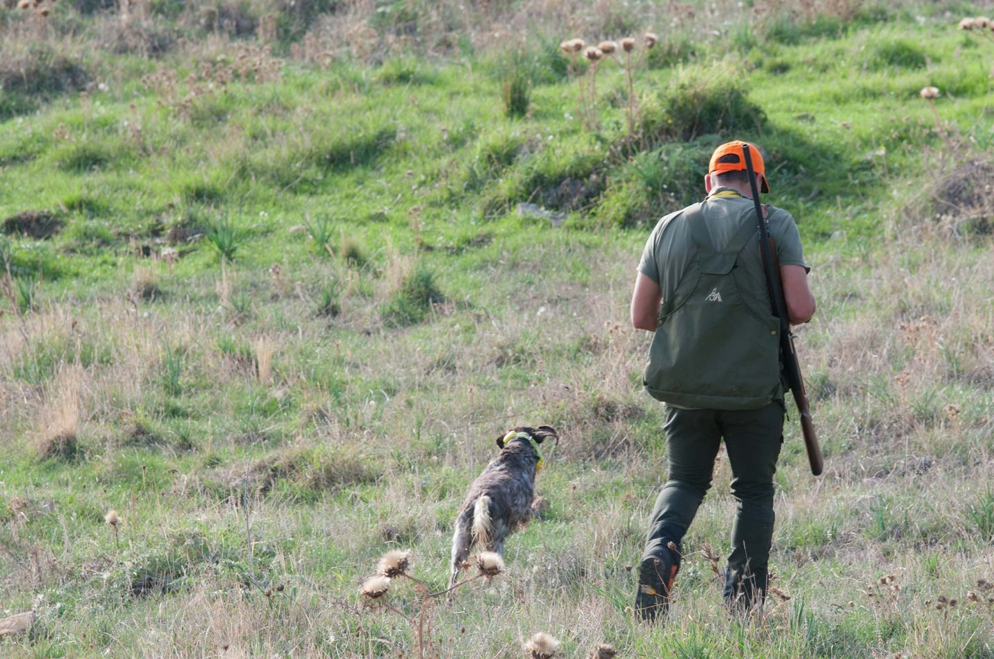 Caccia alla quaglia Cacciatore con cane da ferma
