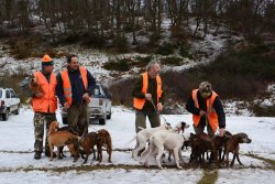 A caccia di cinghiali. Quanti cani servono per cacciare il cinghiale? A caccia di cinghiali. Quanti cani servono per cacciare il cinghiale?