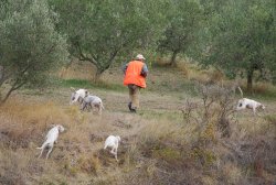 A caccia di cinghiali. Quanti cani servono per cacciare il cinghiale? A caccia di cinghiali. Quanti cani servono per cacciare il cinghiale?