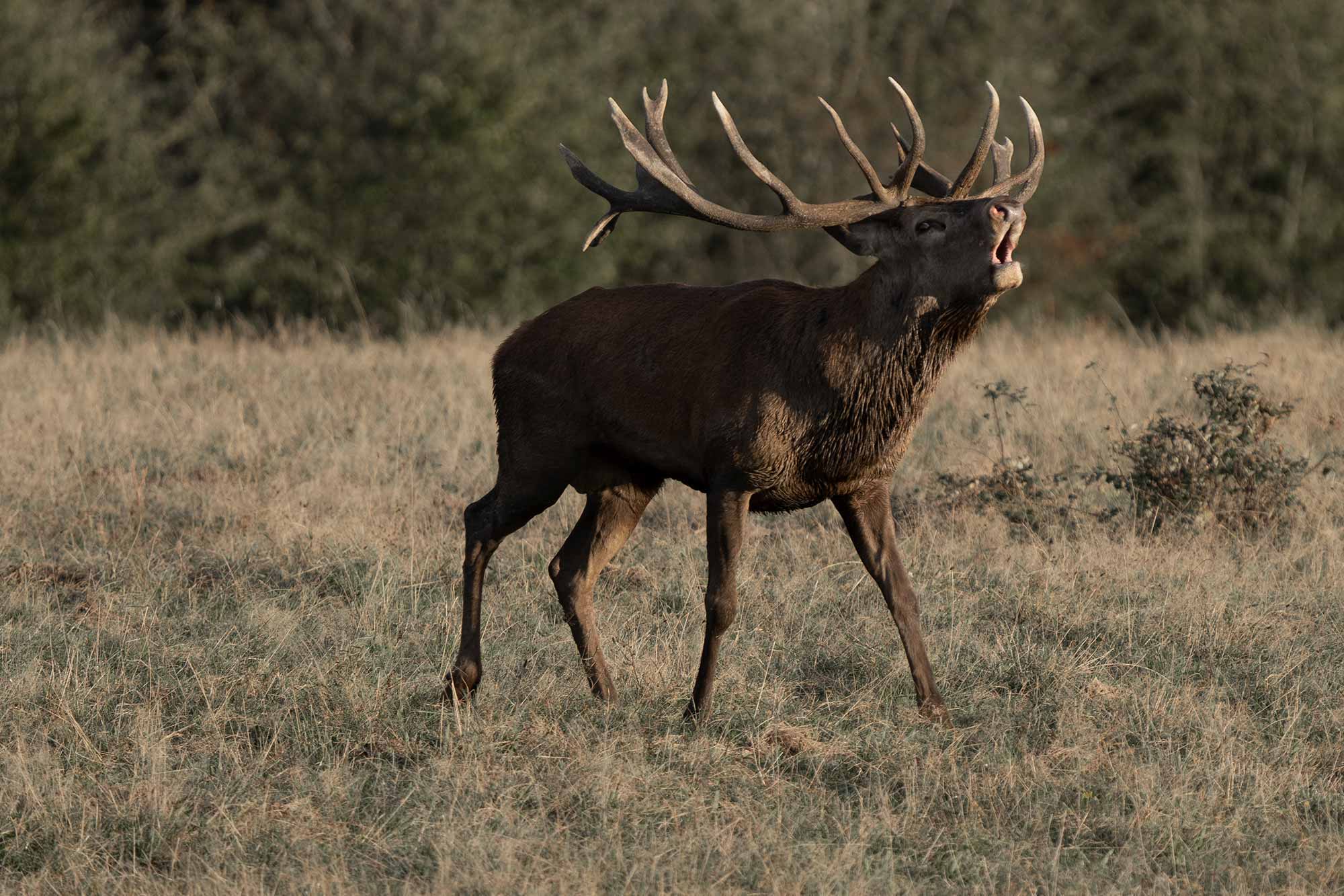 caccia-di-selezione: Caccia al cervo in Abruzzo: sì dalla Regione al prelievo selettivo caccia-di-selezione: Caccia al cervo in Abruzzo: sì dalla Regione al prelievo selettivo